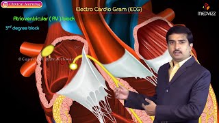 ECG Waves Electrocardiogram  EKG Basics  Waves Segments and Intervals  Cardiac Physiology [upl. by Luht]