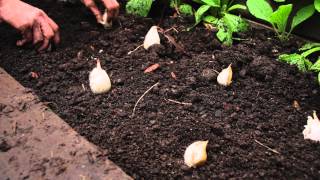 How to plant garlic [upl. by Tiphany]