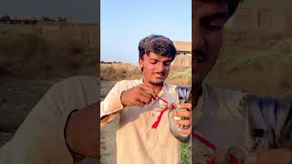 Kabootar banda hwa tha 🕊️🥹 shorts [upl. by Broadbent]