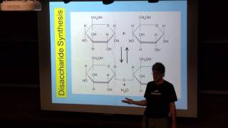 Disaccharide Synthesis [upl. by Lyman]