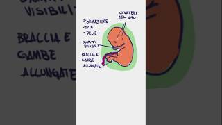 8 settimane di gravidanza illustrate 🤰 [upl. by Mara]