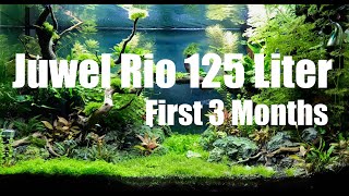 Juwel Rio 125 Liter Aquascape  First 3 Months [upl. by Tomkiel]