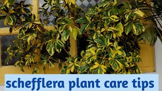 complete care of schefflera plant  umbrella plant  gardening vlogManjuz farm stay [upl. by Woodhouse686]