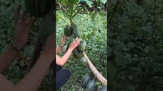 New technique of growing papaya plant papaya papayagrafting farming gardening viral shorts [upl. by Tsiuqram]