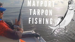 Mayport Tarpon Fishing Bait Rigs Technique [upl. by Eilrebma]