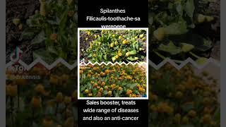 health benefits of spilanthes filicaulisewe sawerepepebush Doctor plant [upl. by Lenssen]