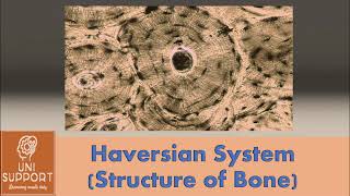 Haversian System  Microscopic Structure of Bone [upl. by Okiram]