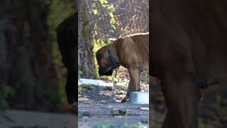 Gigantic Boerboel Fiercely Protective shorts boerboel [upl. by Yrellav]