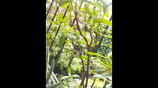 Talinum paniculatam plants nature wildlife [upl. by Lelah352]