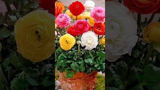 How to grow Ranunculus bulbs at home flowers ranunculus shorts gardening terracegardening [upl. by Marylou]