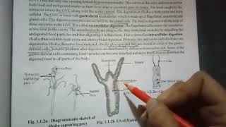 nutrition in hydra gastrovascular cavity GVC points to remember [upl. by Oiramat5]