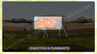 NUTRITION IN ANIMALS  15 DIGESTION IN RUMINANTSavi [upl. by Ethelda]