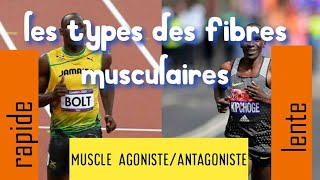 myologie les fibres musculaires التحضير لمباراة التعليم [upl. by Gomez624]