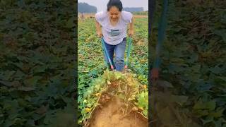 Enjoy Season Harvest Season sweet potatoes freshly dug sand sweet potatoes farming harvest [upl. by Ethbun]