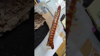 Scolopendra sp quotRobustaquot 255cm  1004 in 2 years old [upl. by Nnaihs]