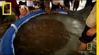 Worlds Largest Stingray  National Geographic [upl. by Sidoma]