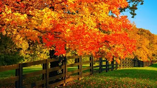 Beautiful Relaxing Music Peaceful Soothing music quotSeptember Autumn Leavesquot in 4k by Tim Janis [upl. by Dinnage]