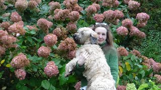 Wheaten Terrier Pup  Arrival [upl. by Jaye98]