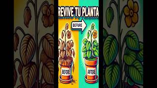 QUIERES REVIVIR TUS PLANTAS YA MARCHITAS DEBES HACER ESTO [upl. by Hankins]