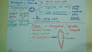 sclerenchymasclereidsanatomyoffloweringplants Sclerenchyma simple permanent tissue [upl. by Gosnell]