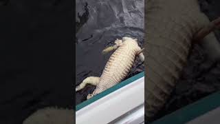 Alligator found floating in the bay after shark attack in Pompano Beach Florida [upl. by Sset]