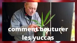 comment bouturer les yuccas [upl. by Dwane]