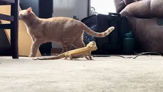 Testing compatibility for homeostasis Bearded Dragon vs the Cat [upl. by Elianore]