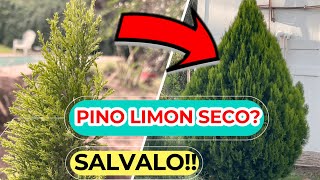 Por Que Se SECA El PINO LIMON CIPRÉS 🌲🍋 Como RECUPERAR Un Pino Cedro Limon  Cuidados [upl. by Eerazed]