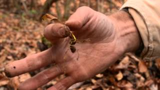 The life cycle of goldenseal [upl. by Nnair]