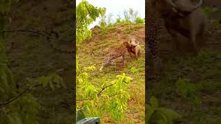 Leopard hunting warthog animals wildlife wildanimals foryou fyp [upl. by Etnomaj]