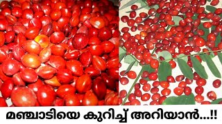 Red lucky seed HuntingRed sandal woodCoraltreeമഞ്ചാടിയെ കുറിച്ച് അറിയാൻAdenanthera Pavonina [upl. by Leong]