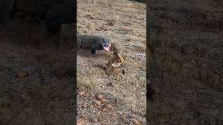 Omg 😱 Dragon Attack amal goat shorts videoshorts wildlife [upl. by Carney676]