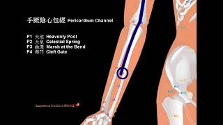 09 Pericardium Channel Acupressure meridian 手厥陰心包經太陽魚經絡堂 [upl. by Palestine194]