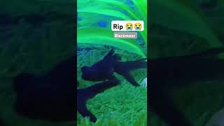 Rip 😭 blackmoor fish sad [upl. by Tedi]