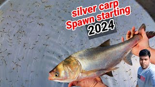 2024 Sal Ka silver carp or grasscarp Machhali ka spawngrass carp fish breeding fishinfo fishegg [upl. by Volotta920]