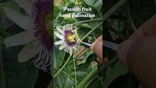 Passion Fruit hand pollination [upl. by Anidene]