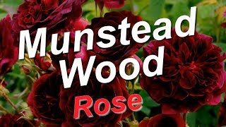 Munstead Wood Rose [upl. by Nnek465]