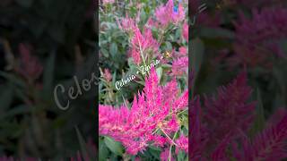 Flower Plants from a Dream 🎶🌸 garden flowers plants shorts flowergarden [upl. by Canada]