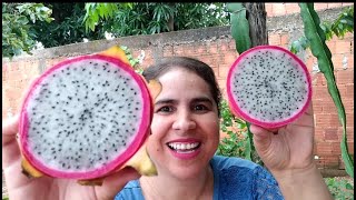 NÃO COMA PITAYA SEM CONFERIR O VÍDEO  COMO COMER PITAYA [upl. by Yert]