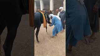 Horse 🐎🐎 Feet Setting 🥰 Village Life 😊2024shorts imrankhan duet youtubeshorts unfrezzmyaccount [upl. by Donielle]