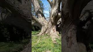 Pterocarya fraxinifolia or Caucasian Wingnut tree at Vineland Station Ontario Canada [upl. by Bolen]