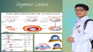 Oogenesis Concepts [upl. by Stralka]