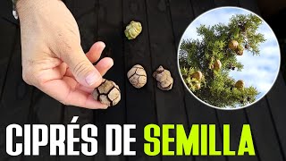 Aprende a germinar Semillas de CIPRÉS [upl. by Pascasia]