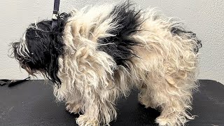 SEVERELY MATTED Havanese [upl. by Kelli]