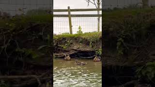 Punting in Oxford UK nature [upl. by Aloap281]