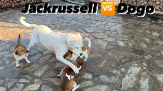 BAHÇENİZDE JACKRUSSELL VARSA HERAN HERŞEY OLABİLİR [upl. by Yssenhguahs845]