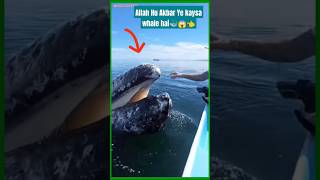 Whale Machhali ne iske Saat kay kiya 🐳😱👈shortvideo whale samundar viralshort training [upl. by Mandell]