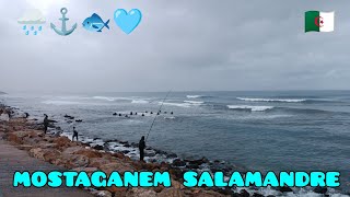 مستغانم صلامان وبرد الحال تحت أمطار غزيرة ما شاء الله mostaganem salamandre sous la pluie machallah [upl. by Shanney]