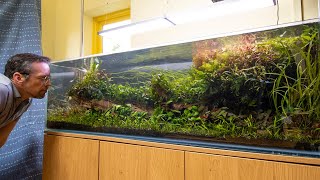 Relax with this 100 gallon Jungle Aquascape [upl. by Asilam]