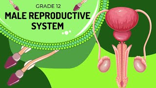 Male reproduction system  Structures and Function [upl. by Ariahs500]